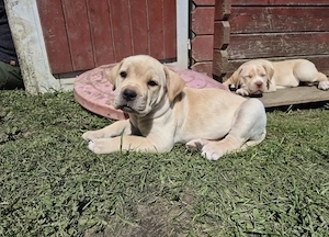 Romaner Antikdoggen (Cane Corso Presa Canario) Welpen abzugeben