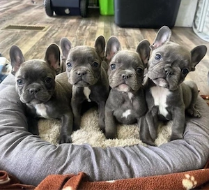 Sweet Französische Bulldogge Welpen