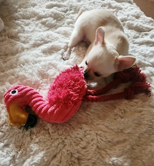 Chihuahua Welpen 