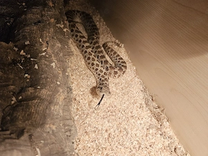 Hakennassnnatter Heterodon Nasicus Weibchen Adult mit Terrarium