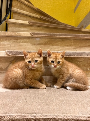 Zwei süße und verspielte Babykatze