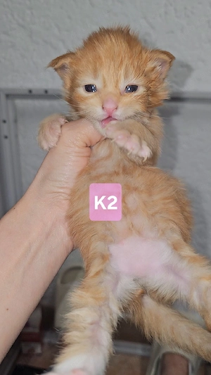 XXL Reinrassige Maine-Coon Kitten Mädchen Katerchen mit Stammbaum Bild 7