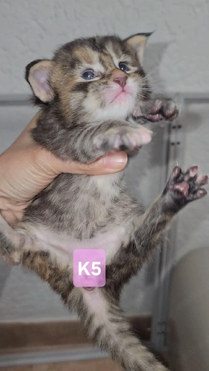 XXL Reinrassige Maine-Coon Kitten Mädchen Katerchen mit Stammbaum Bild 6