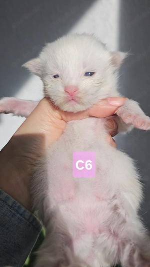 XXL Reinrassige Maine-Coon Kitten Mädchen Katerchen mit Stammbaum Bild 10