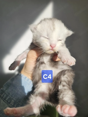 XXL Reinrassige Maine-Coon Kitten Mädchen Katerchen mit Stammbaum Bild 8