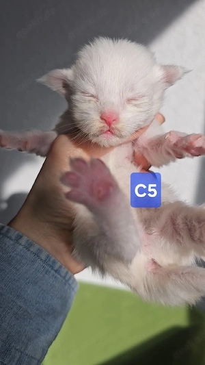XXL Reinrassige Maine-Coon Kitten Mädchen Katerchen mit Stammbaum Bild 9