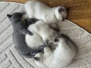 BKH kitten suchen neues Zuhause   