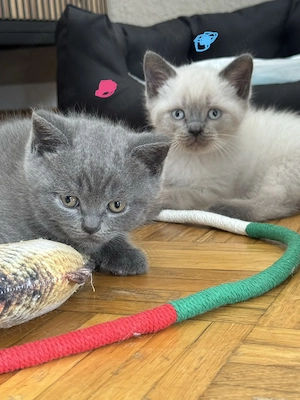 BKH kitten suchen neues Zuhause   