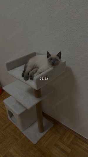 BKH katze weiblich sehr süss nur anrufen bitte 017632003305