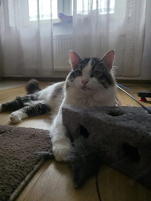 kater zur adoption