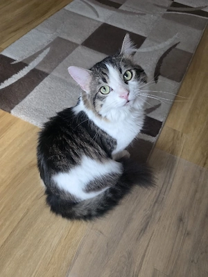     Liebevolles Zuhause gesucht für Tobi ein junger, verspielter Kater sucht seine Herzensmenschen! 