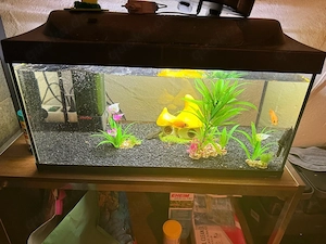 Aquarium mit Fischen