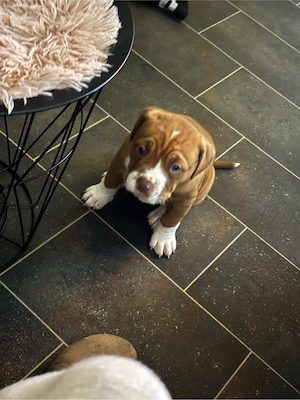 new englisch bulldog 