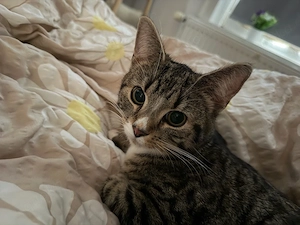 Katze sucht ein für immer zu Hause 
