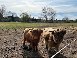 Schottisch Highland 