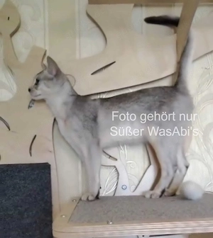  Abessinier-Deckkater in schwarz-silberfarben 