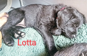 Labradoodle Welpen F1 schwarz mit Ahnentafel bereit für ihre neuen Familien