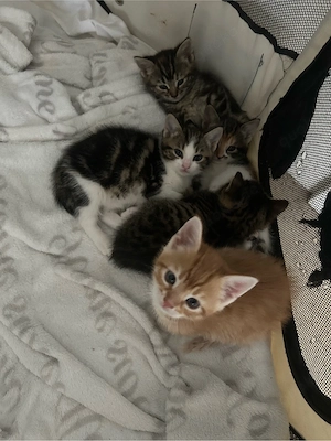 katzenbaby kitten