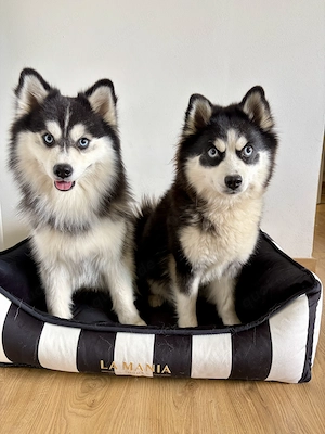 Reservierungen für Pomsky-Welpen