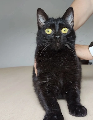 OZZY- sozial, verspielt, menschenbezogen Bild 2