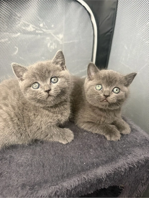 Unsere Bkk kitten suchen ein liebevolles zuhause 