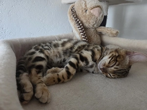 Bengal Kater 