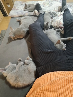 Russisch Blau Kitten 