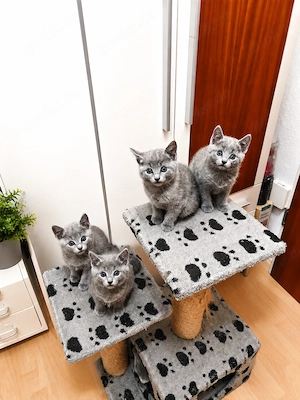Russisch Blau Kitten 