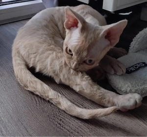 Devon Rex Mädchen