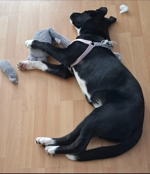 Border Collie  Husky mix 