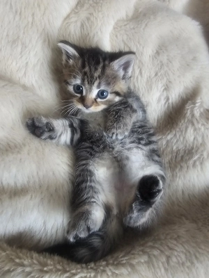 Angora Mix Kitten in Liebevolle Hände abzugeben 