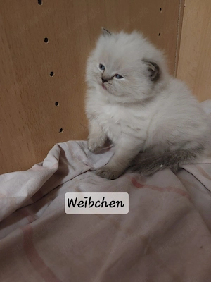 6 reinrassige BLH suchen ein neues Zuhause 