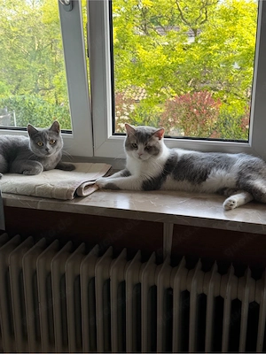 Drei britische Katzen wmw