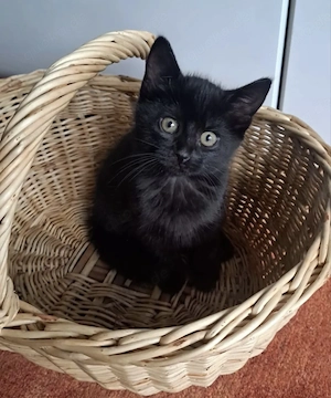 7 Katzen Kinder suchen Zuhause 10 Wochen alt 