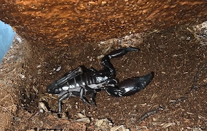 Heterometrus spinifer 