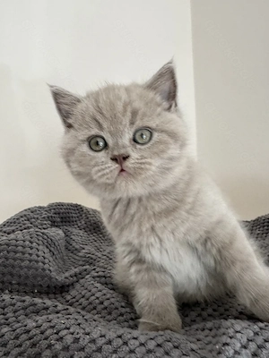 Britisch Kurzhaar Kätzchen   BKH Kitten
