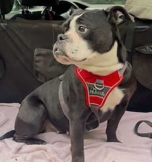 OEB old english Bulldog Hündin 