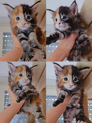 XXL Blue-Eyed Reinrassiges Maine-Coon Mädchen Two Face