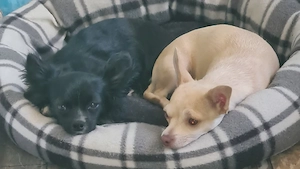 Chihuahua welpen 