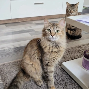 Lucy - Langhaarschönheit