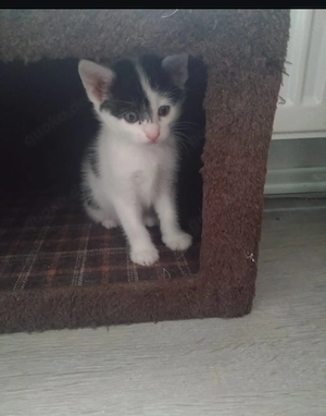 Katzen Babys zwei Mädchen 