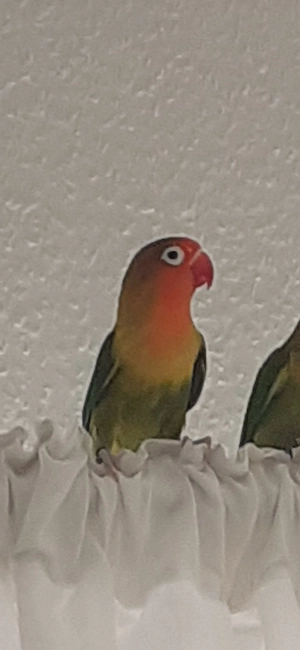 Agaponide Männchen 