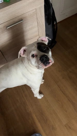 Hund zu verkaufen