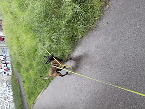 Verkaufe meine Malinois hündin