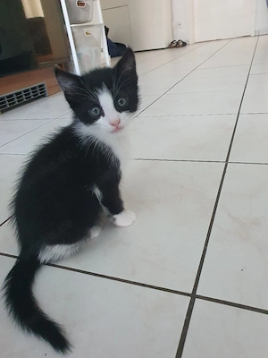 babykatze männlich 