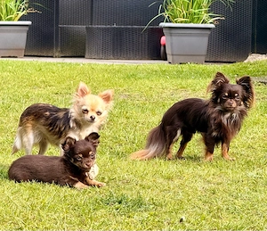 chihuahua Welpe Rüde 