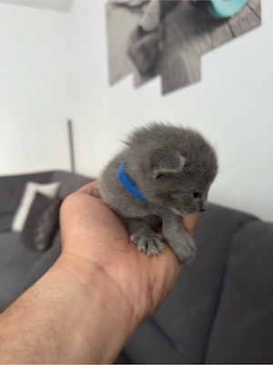 Russisch Blau Kitten