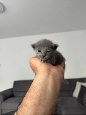Russisch Blau Kitten