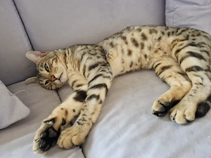 Bengal Kater,4Jahre 