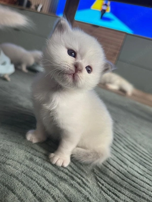Heilige Birma Kitten suchen zuhause 